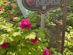 -洛阳市隋唐城遗址植物园