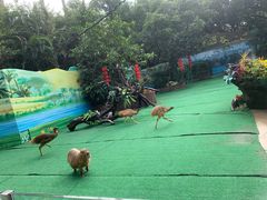 -广州长隆飞鸟乐园
