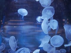 -石家庄海洋公园