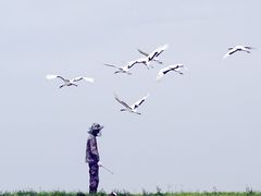 -黑龙江扎龙生态旅游区