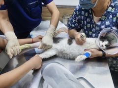 -爱侣宠医·鹦鹉专科·小型哺乳类·异宠专科(灵石路店)