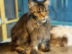 -more than meow吴止猫主题餐厅(承德 中船汇店)