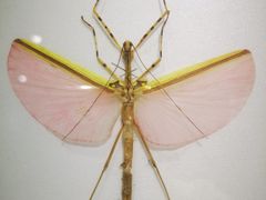 -上海昆虫博物馆