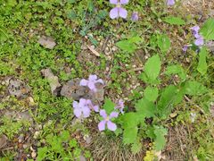 -三圣花乡旅游区