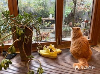 二环四合院里的植物秘境｜寻找至美生活