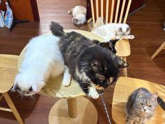 -楼上猫咖(罗湖店)