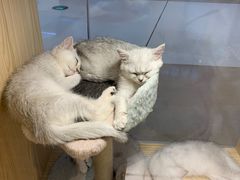 -屋虎猫馆(宝安大仟里店)