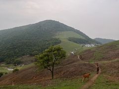 -大姆山草场