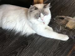 -吉丁鸟咖·异宠·寄养