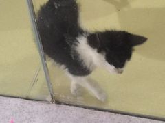 -艾贝尔宠物医院·24H转诊中心·肿瘤猫专科(江宁双龙店)