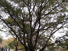 -紫金山索道-售票处