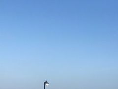 -野狸岛