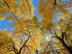 -三里屯东五街银杏大道