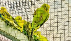 -萌宠亲子动物乐园(槐房万达店)