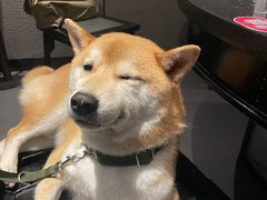 -捞王猪肚鸡火锅(财富中心店)