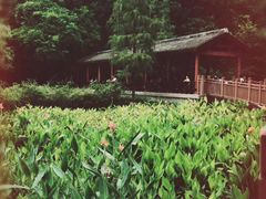 -重庆彩云湖湿地公园
