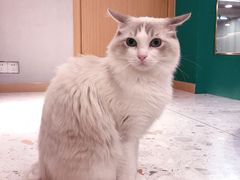 -飞行喵MR PILOT|猫舍·猫咖(静安大融城店)