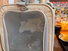 -瑞派申生动物医院·24H夜诊·国际动物医疗中心·骨外科(吴中路店)