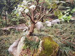 -广西壮族自治区药用植物园