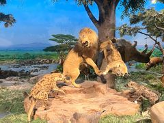 -国家自然博物馆