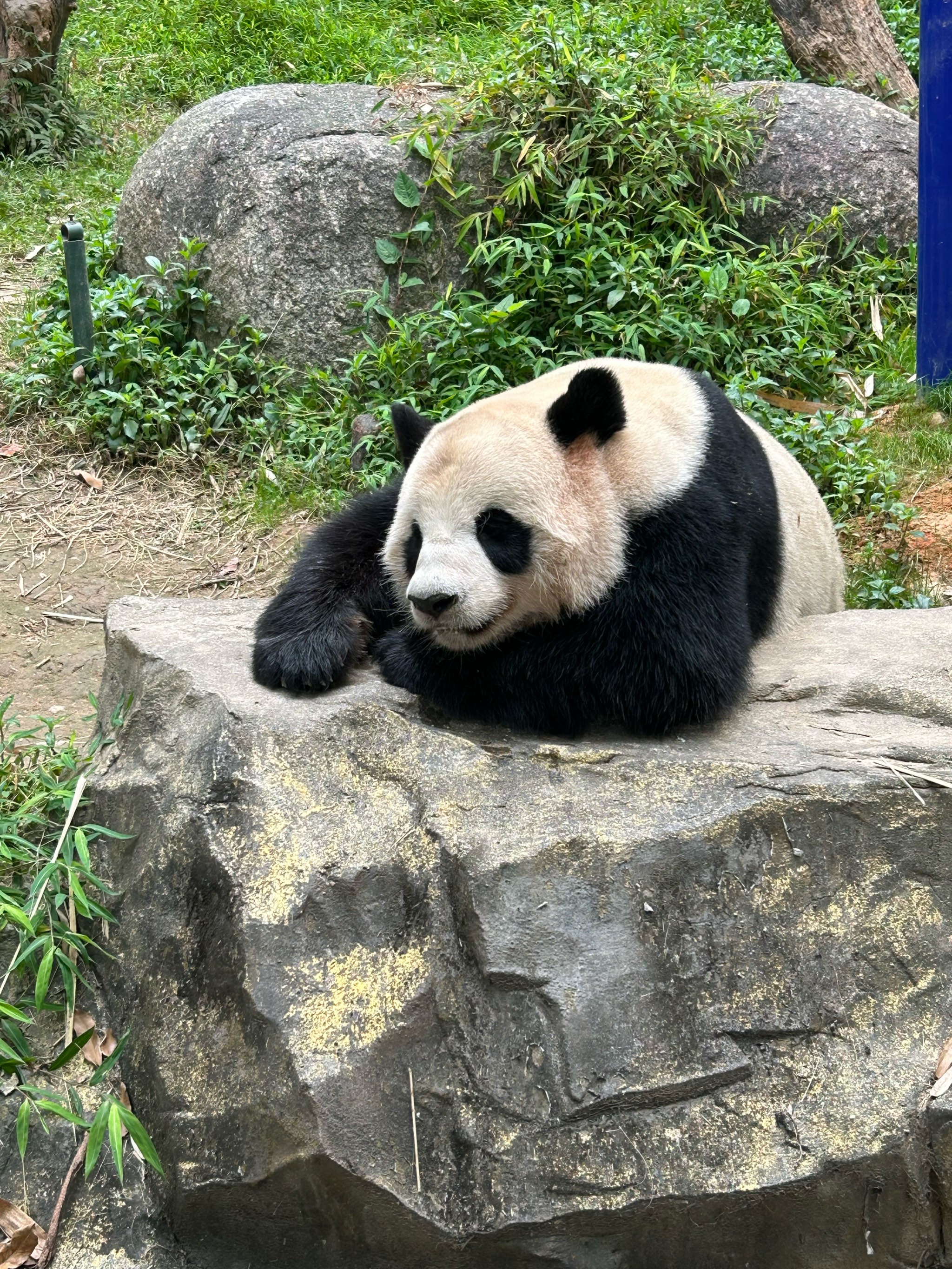 长隆野生动物园照片图片