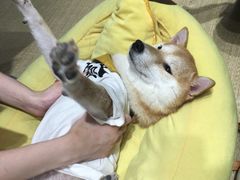 -逗柴咖啡屋·狗咖猫咖宠物桌游
