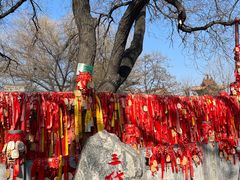 -大槐树寻根祭祖园