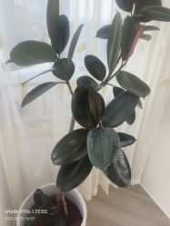 -HEYAN荷妍专业脱毛连锁机构