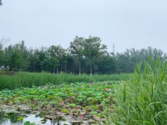 -大兴滨河森林公园