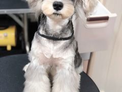 -小尾巴宠物店(万科·金域华庭店)