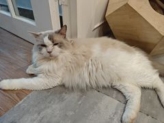 -楼上猫咖(罗湖店)