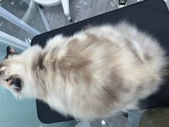 -爱洗澡的猫(望京店)