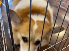 -豆柴町-柴犬主题狗咖(红鼎国际C座店)