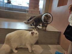 -猫儿山۰猫主题餐厅
