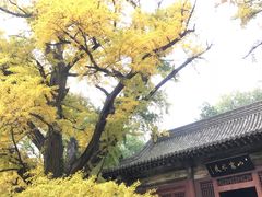 -晋祠公园