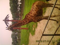 长颈鹿-石家庄市动物园