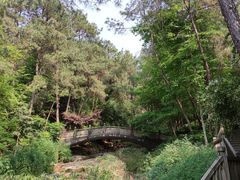 -铁山坪森林公园