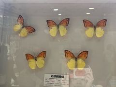 -上海大自然野生昆虫馆(东方明珠·爬宠昆虫探索中心)