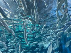 -上海海洋水族馆