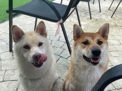 -汪说喵讲宠物乐园宠物酒店(红星美凯龙店)