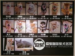 -逗柴咖啡屋·狗咖猫咖宠物桌游