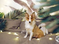 -超宠爱宠物摄影-Super pet