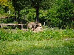 -北京野生动物园