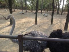 -大连森林动物园