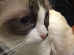 -猫色咖啡·猫咖