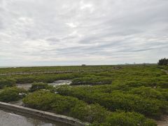 -北海金海湾红树林生态旅游区