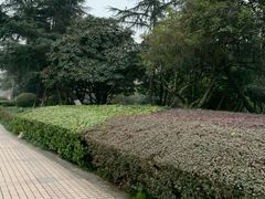 -神仙树公园