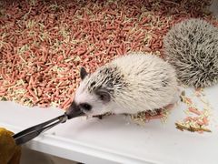 -浣熊柯尔鸭土拨鼠·电玩咖