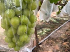 -马陆小张葡萄园农家乐