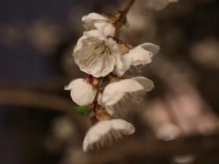 -八大山人梅湖景区